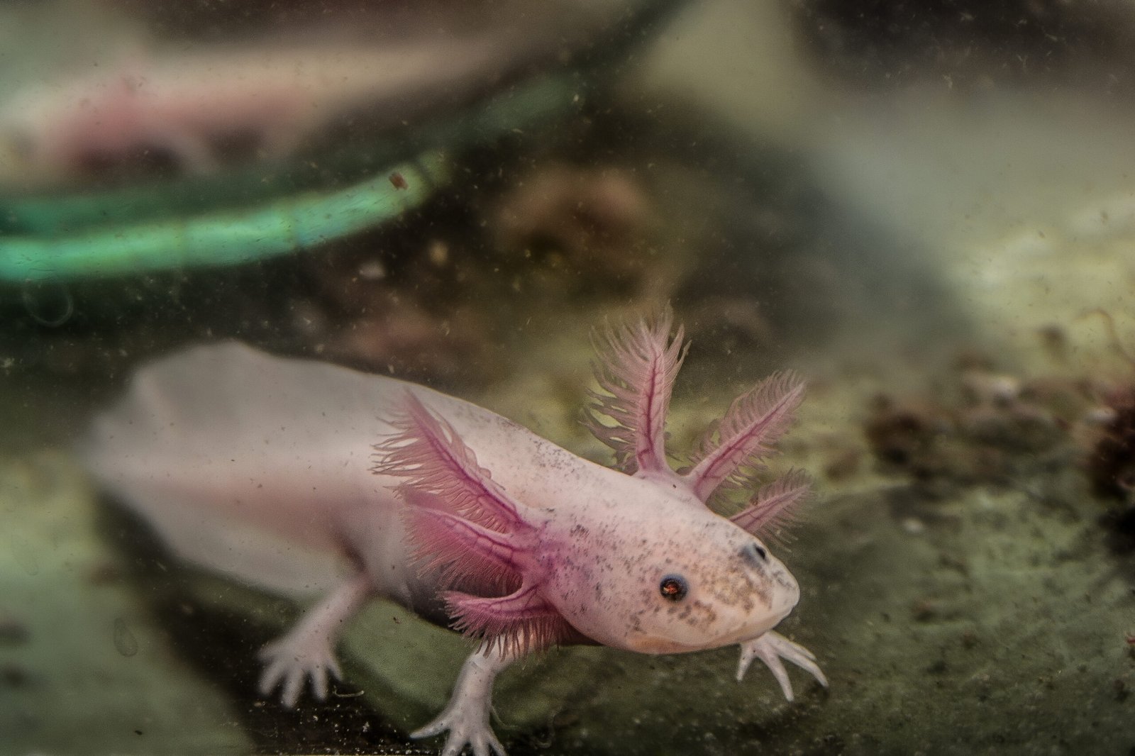 Captivating Secrets of the Fascinating World of Axolotls: Essential Care Tips and Perfect Habitat Setup!