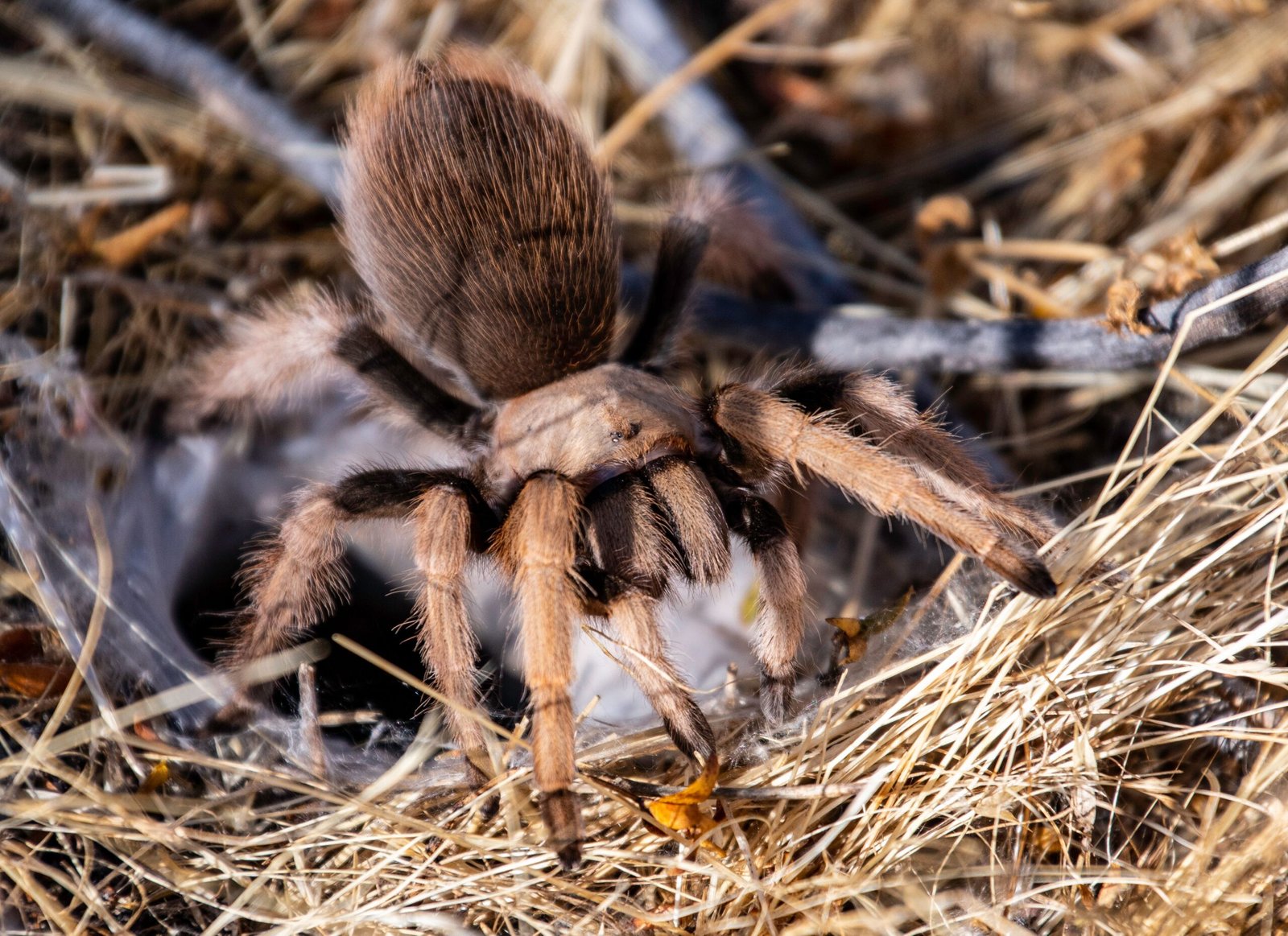 Guide to Keeping a Tarantula