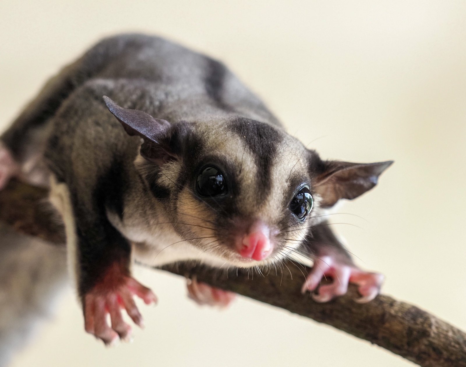 Understanding the Essential Needs of Sugar Gliders for a Happy and Healthy Pet Experience!