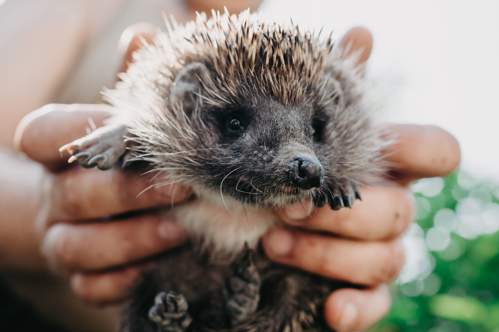 Why Hedgehogs Make Amazing Pets